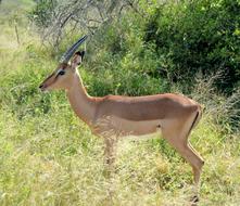 Wildlife Antelope Mammal