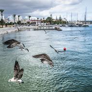 Gulls Port Portugal