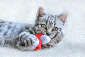 Cat Christmas Animal