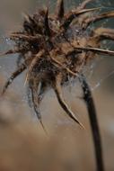 Spider Arachnid Insect