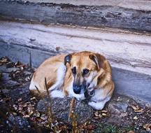 Dog Rustic Wall