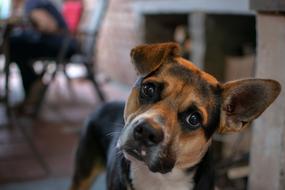 Dog View Ears