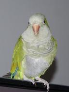 Parrot Bird Birds