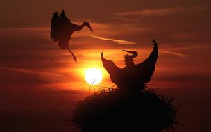 Storks Nest Sunset