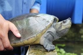 Reptile Royal Turtle Cambodia macro