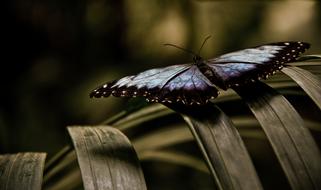 butterfly on a wooden fence