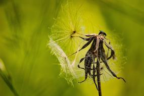 Macro Insect Nature