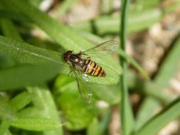 Hoverfly False Bee Insect