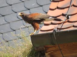 Bird Nature Animal