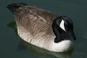 waterfowl Bird at Wildlife Nature