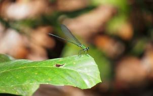 Leaf Insect Nature