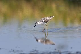 Bird Wild Animals Swamp
