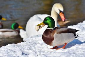 Duck Drake Water Bird