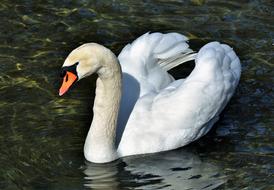 Swan Water Bird Schwimmvogel