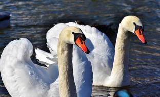 Swan Water Bird Schwimmvogel