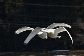 Animal Bird Wild Birds