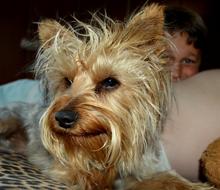 Dog Pet Animal