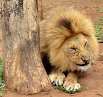 lion with a big mane on safari