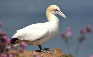 Bempton Cliffs Yorkshire Gannet