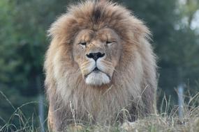 Fauna Mammal Animal