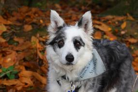 Border Collie Dog Blue