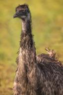 Emu Wildlife Bird