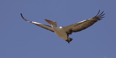 Pelican Bird Nature