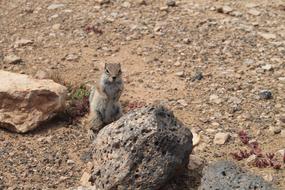 Squirrel Animal Cute