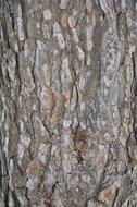 Bark Tree Rough Log