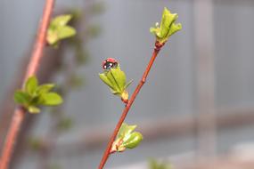 Ladybug Insect Leaves