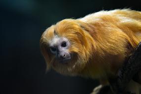 Mammal Cute Animal