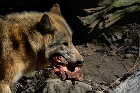 Mammal Nature Animal World