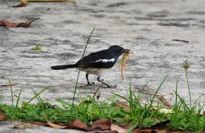 Bird Wildlife Nature