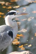 Grey Heron Bird