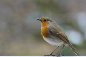close up of a small bird
