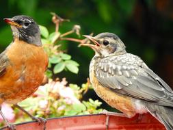 Bird Wildlife Nature