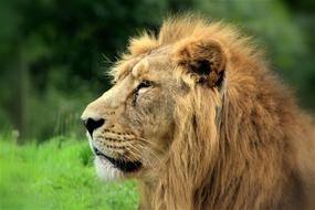 fluffy lion mane