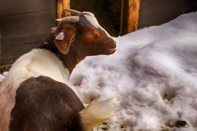 Goat Animal Cute