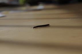 Millipede Legs