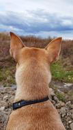 Dog Nature Animals