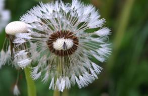 Dandelion Morgentau Insect