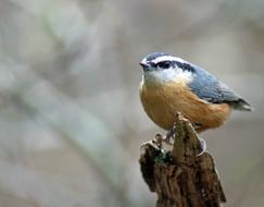 Wildlife Bird Nature