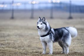 Dog Animal Domestic