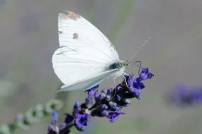 Butterfly Imported Cabbageworm