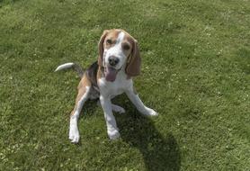 Beagle Dog Pet