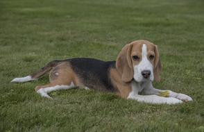 lying dog on the grass
