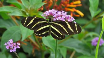 Butterfly Insect Black