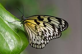 Butterfly Paper Kite Macro