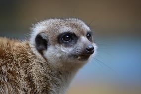 closeup photo of cute meerkat