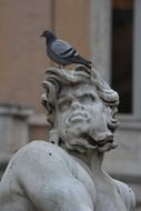 dove on the head of a statue in Italy